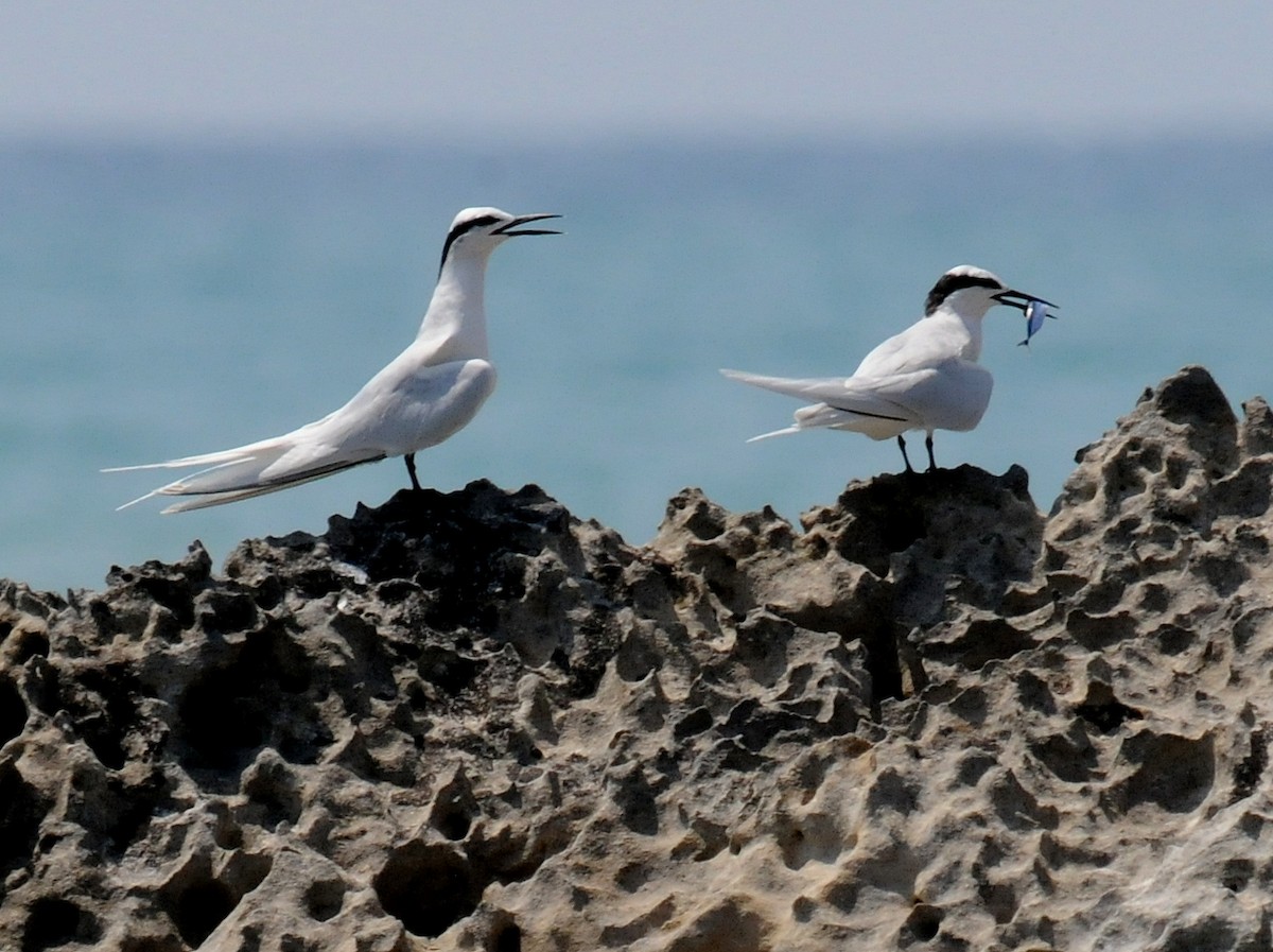 Black-naped Tern - ML261356951