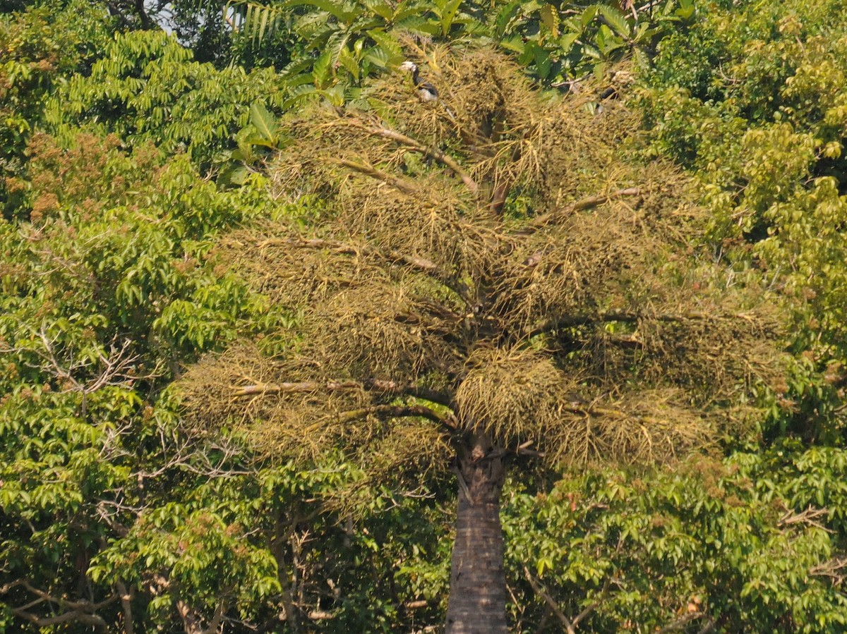 Oriental Pied-Hornbill - ML261357061