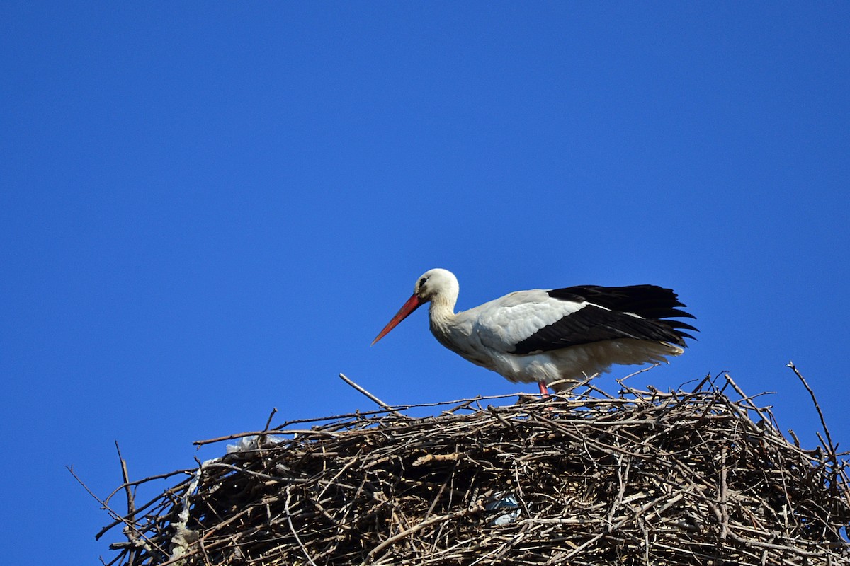 White Stork - ML26135721