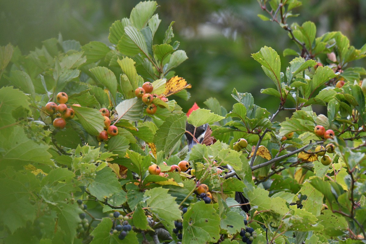 Pileated Woodpecker - ML261358231