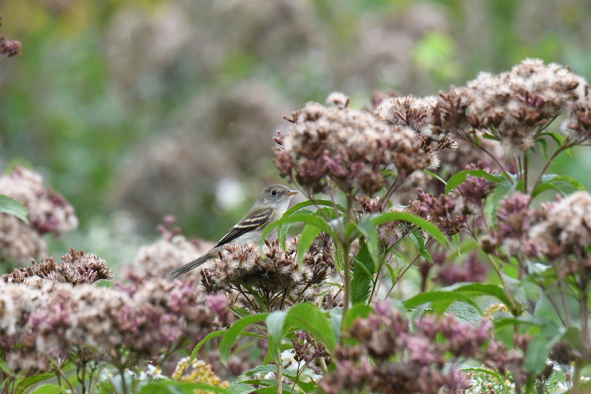 Least Flycatcher - ML261358441