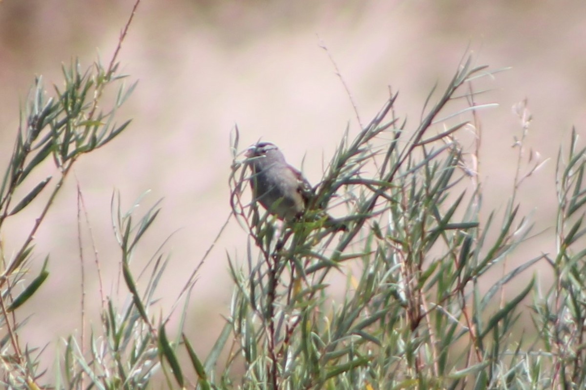 White-crowned Sparrow (oriantha) - ML261358821