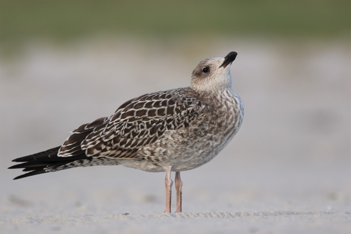 Gaviota Sombría - ML261359031