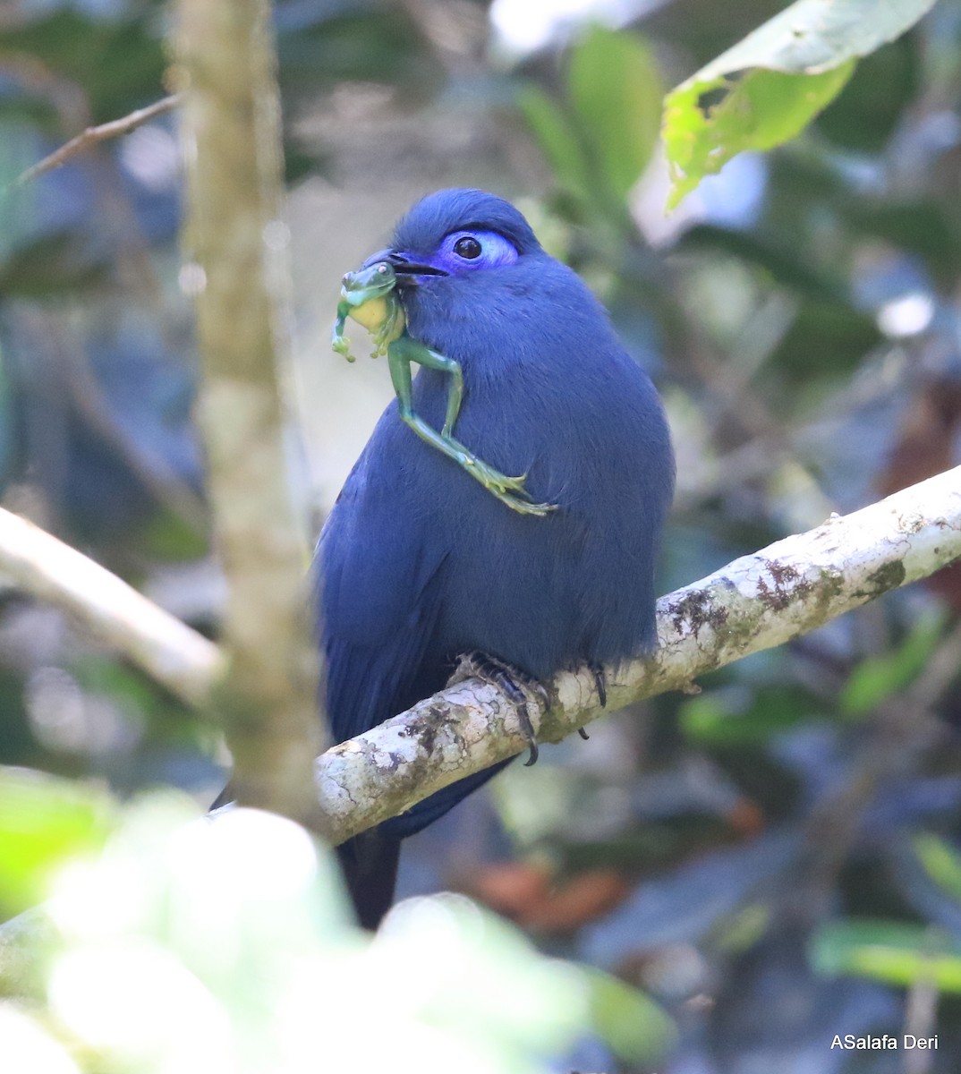 Blue Coua - ML261359441