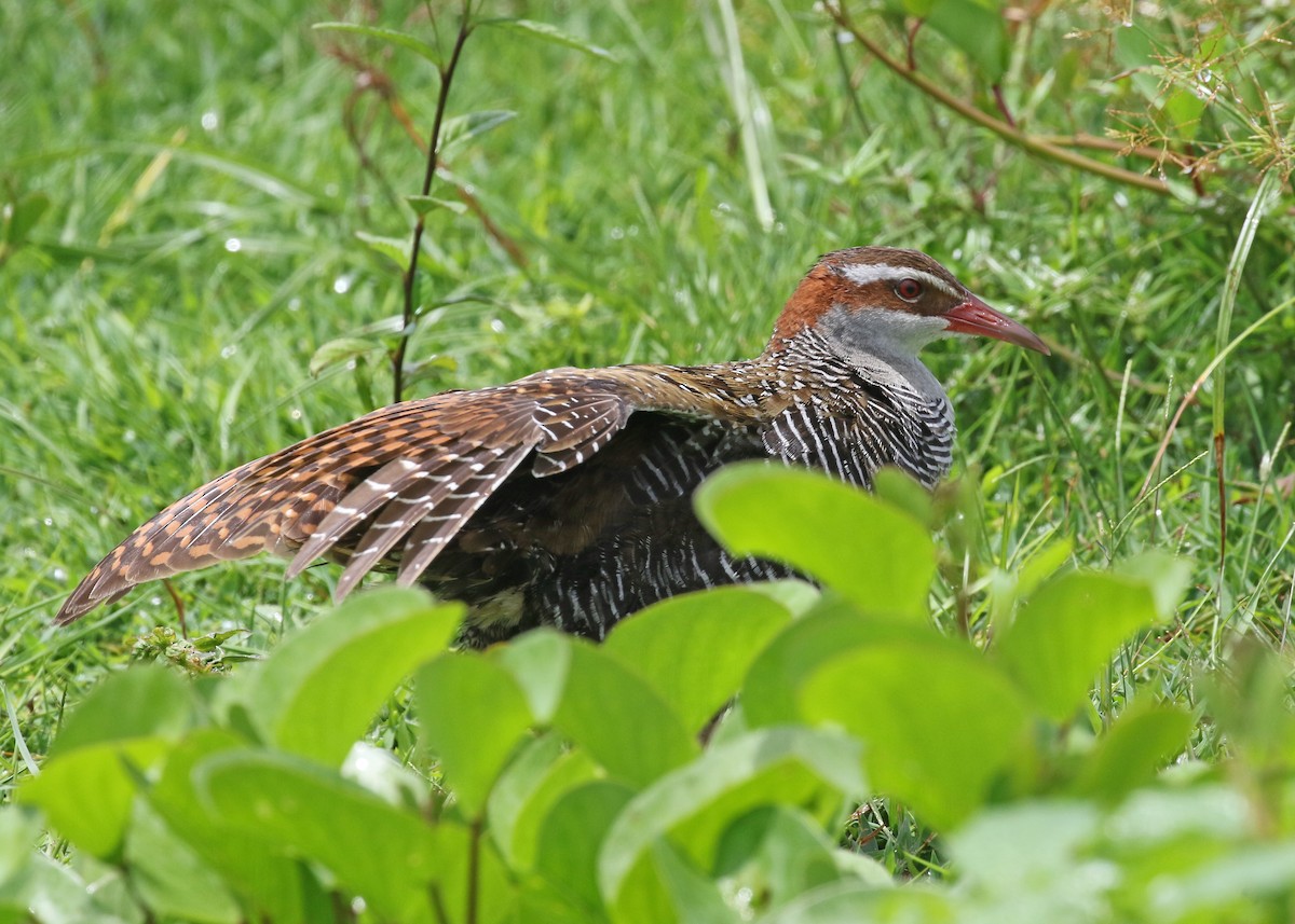 Buff-banded Rail - Dave Bakewell