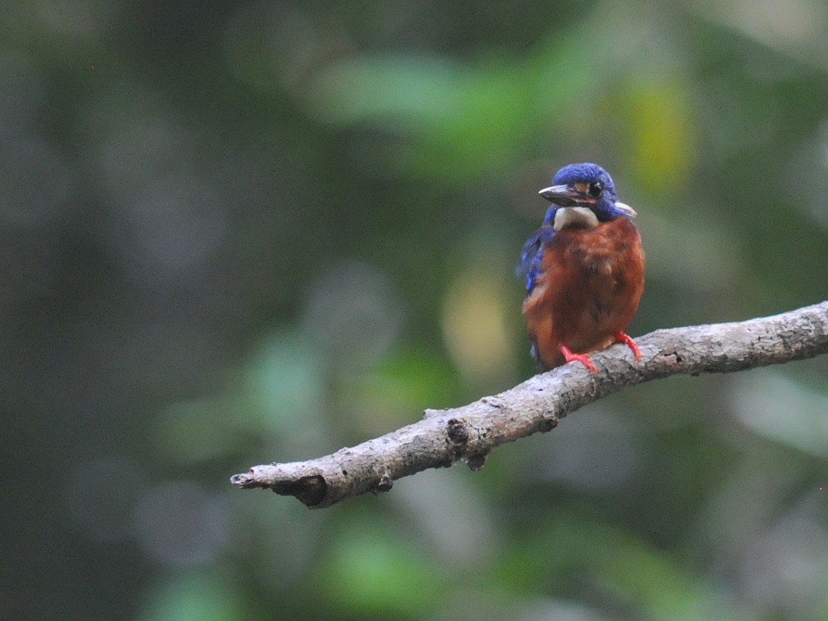 Blue-eared Kingfisher - ML261362061