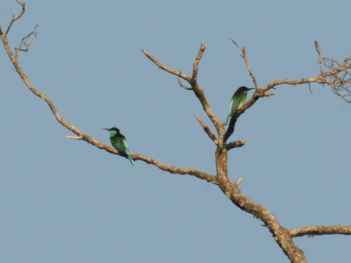 Blue-throated Bee-eater - ML261362121