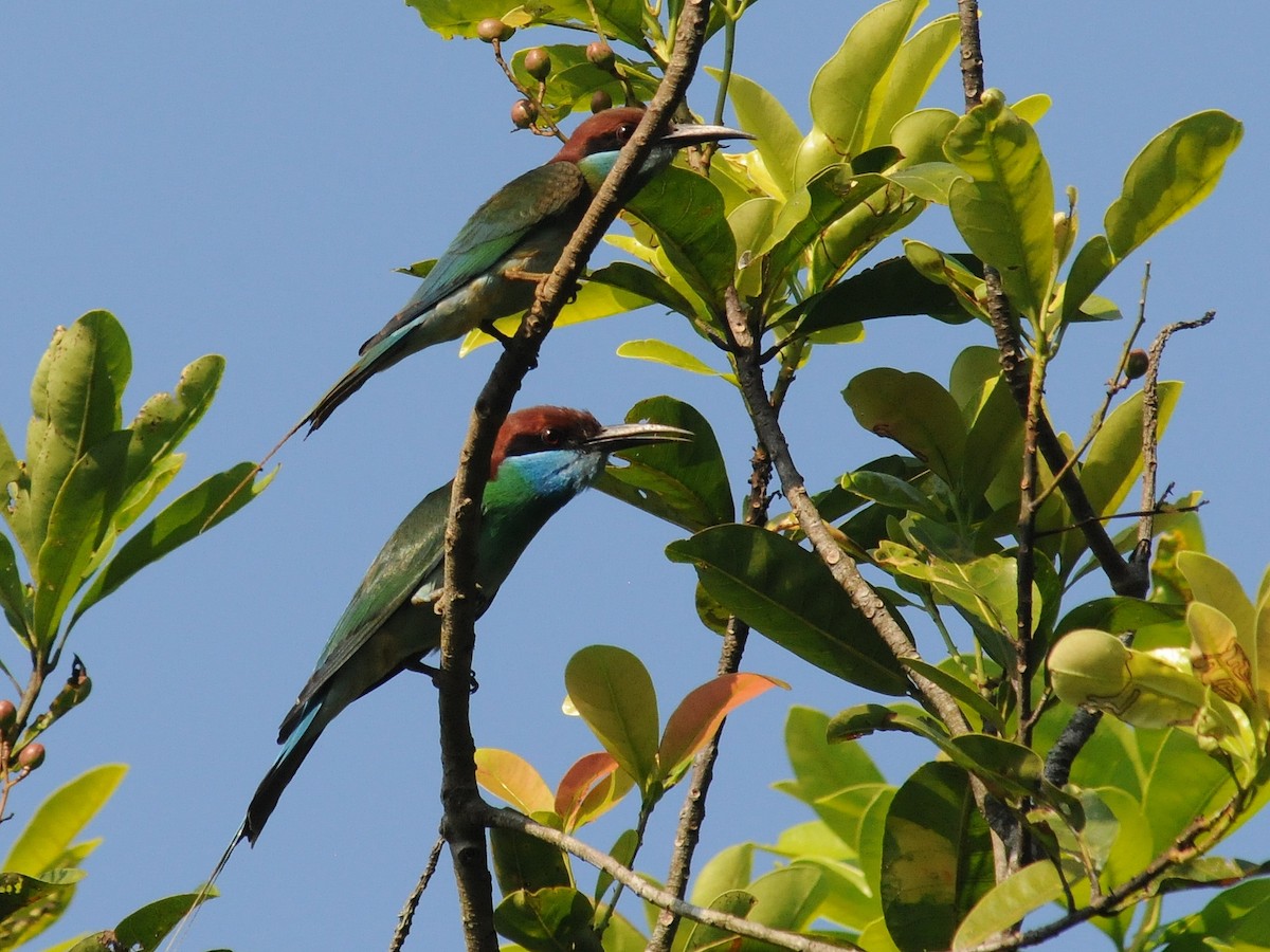 Blue-throated Bee-eater - ML261362131