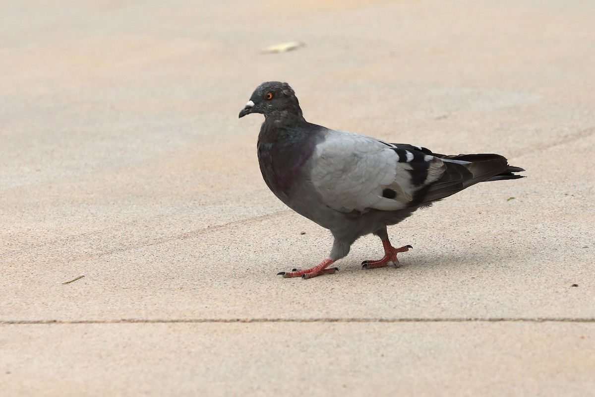 Rock Pigeon (Feral Pigeon) - Andy Moore