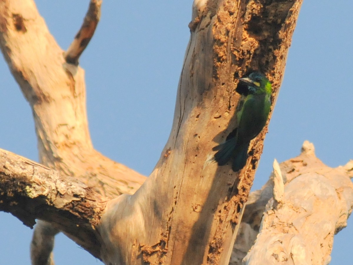 Yellow-eared Barbet - Bruce Mast