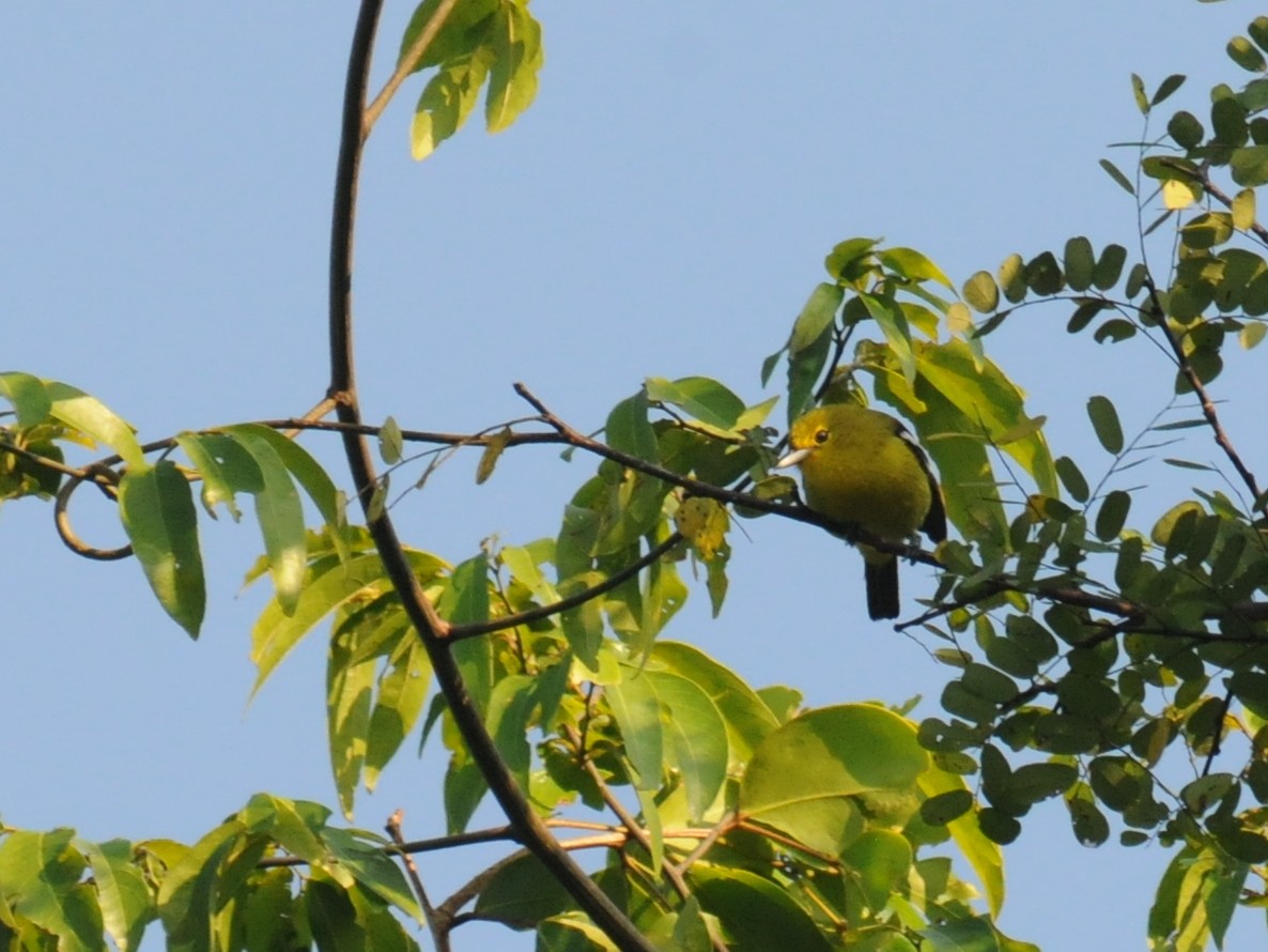 Common Iora - ML261362581