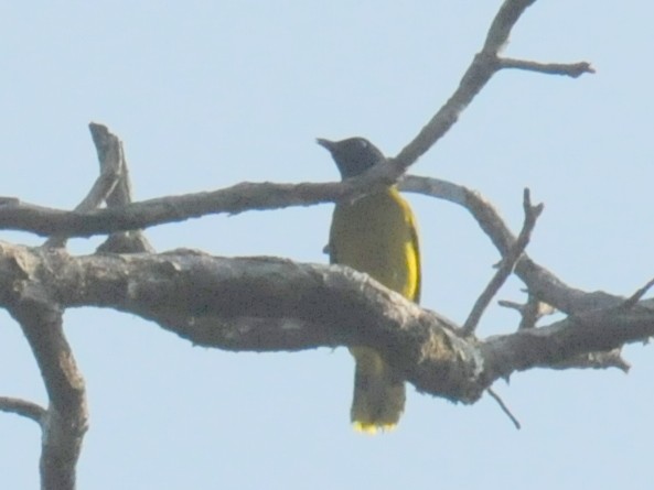 Black-headed Bulbul - ML261362591