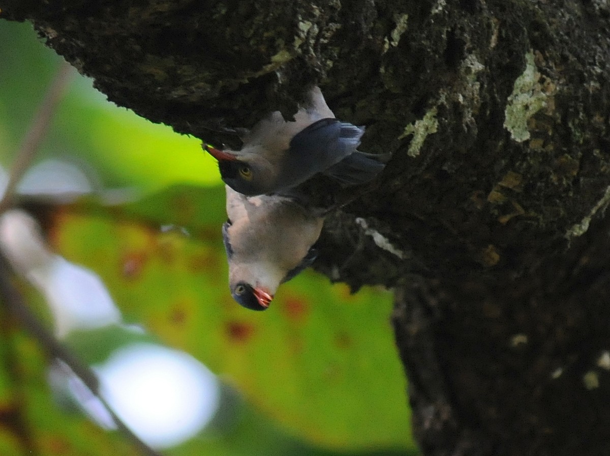 Velvet-fronted Nuthatch - ML261362861