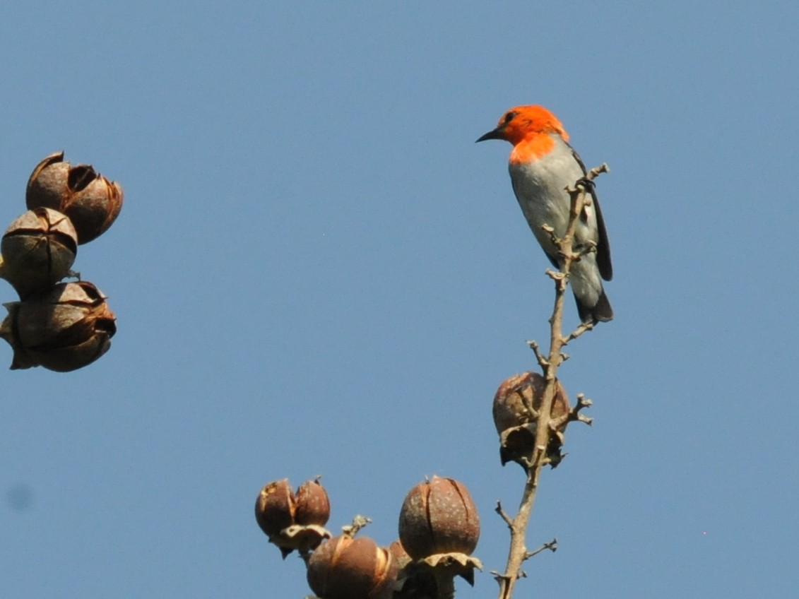 Scarlet-headed Flowerpecker - ML261362931