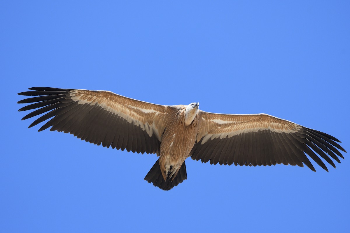 Eurasian Griffon - Santiago Caballero Carrera