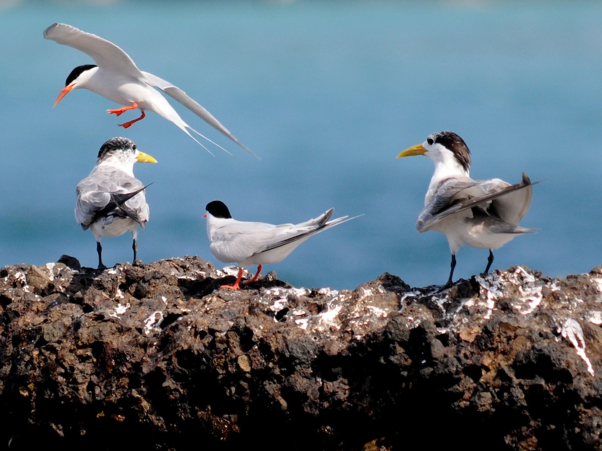 Roseate Tern - Bruce Mast