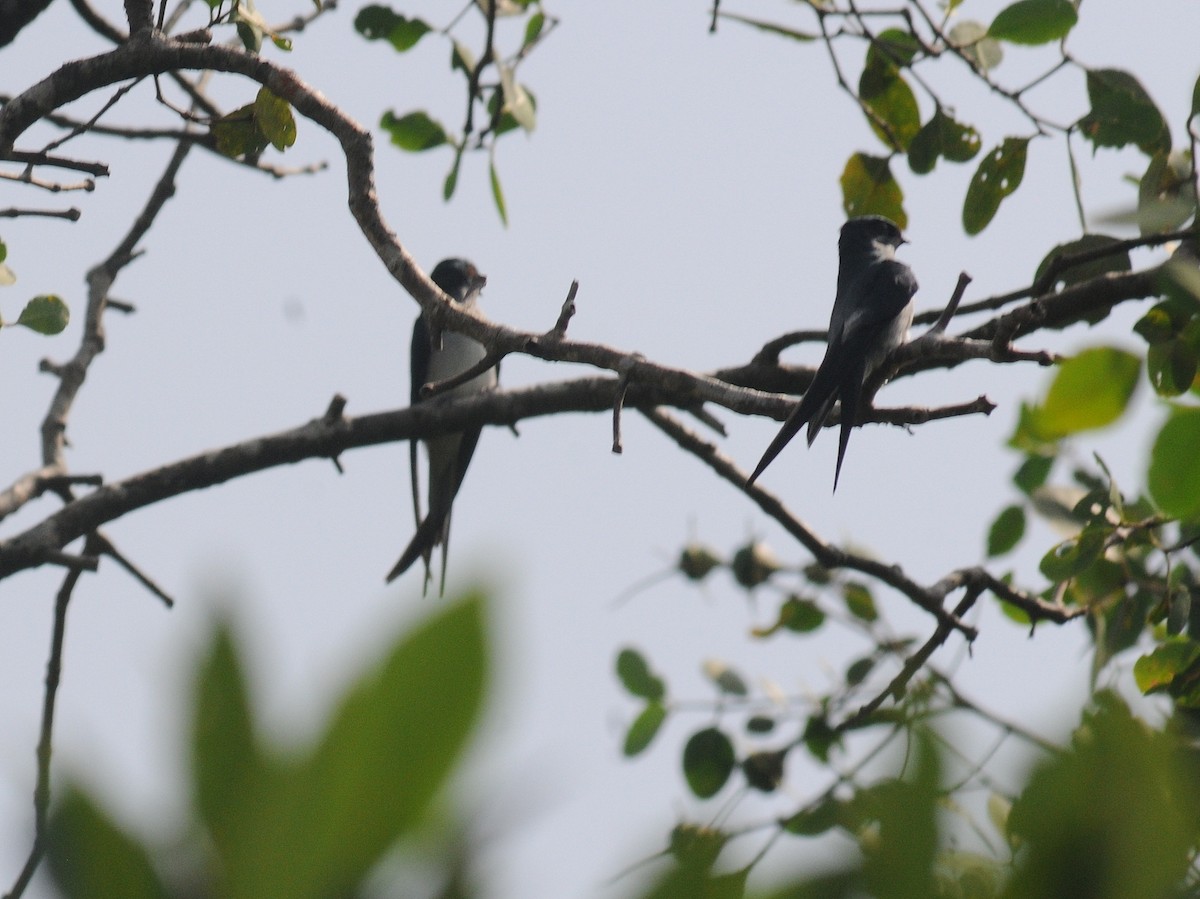 Gray-rumped Treeswift - ML261363811