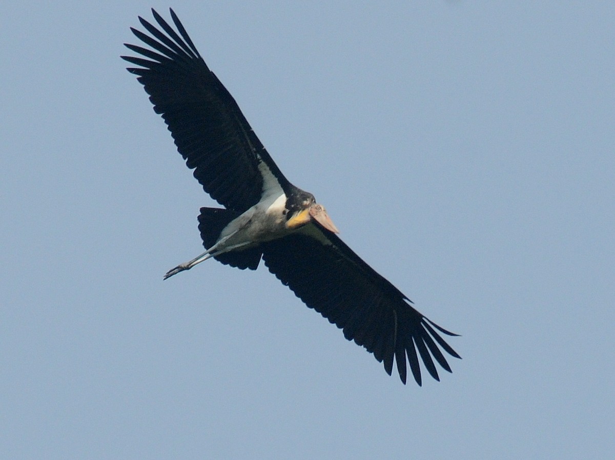 Lesser Adjutant - ML261363821