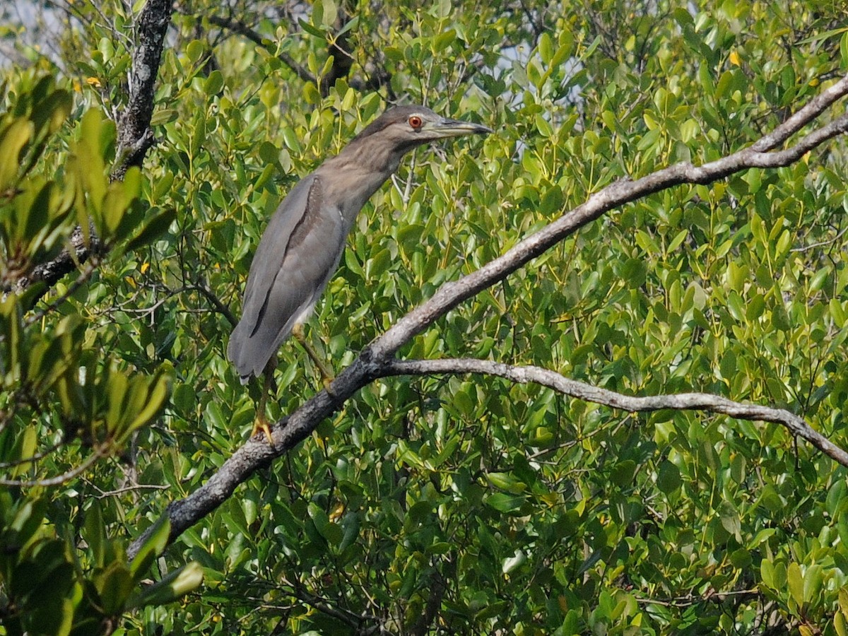 Black-crowned Night Heron - Bruce Mast