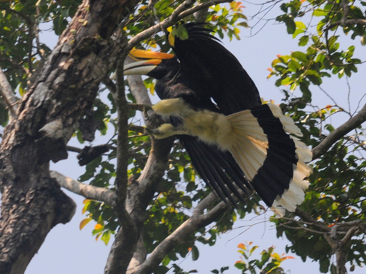 Rhinoceros Hornbill - ML261363921