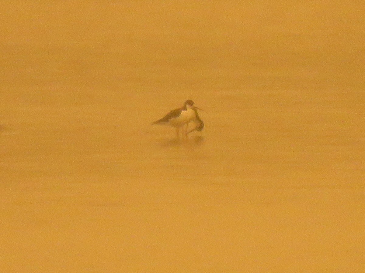 Black-necked Stilt - ML261365851