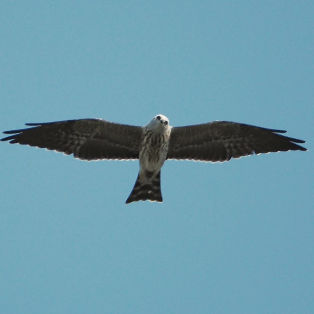 Mississippi Kite - ML261366171