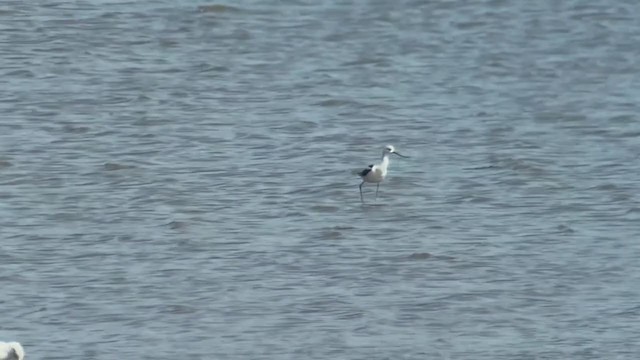 Avocette d'Amérique - ML261369591