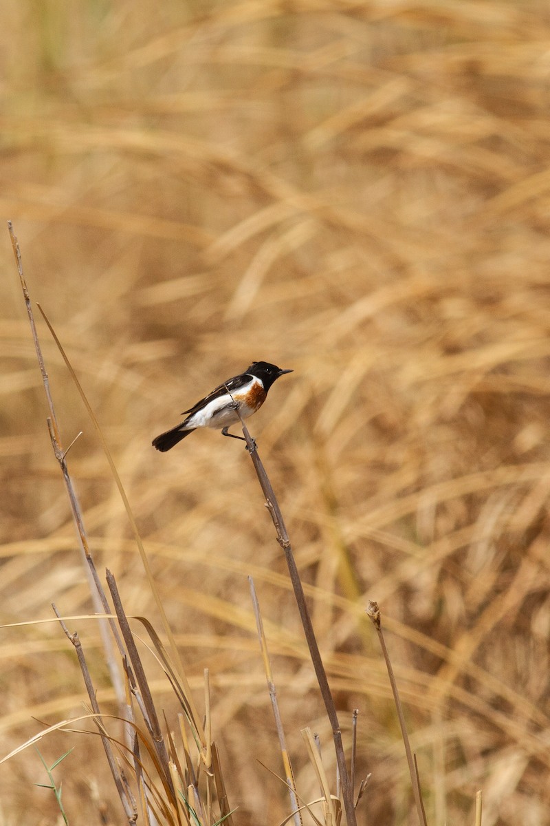 African Stonechat (African) - Frédéric Bacuez