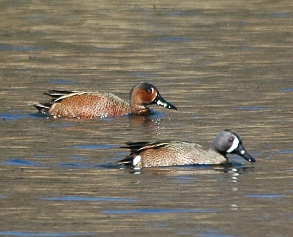 Blue-winged x Cinnamon Teal (hybrid) - ML26137031