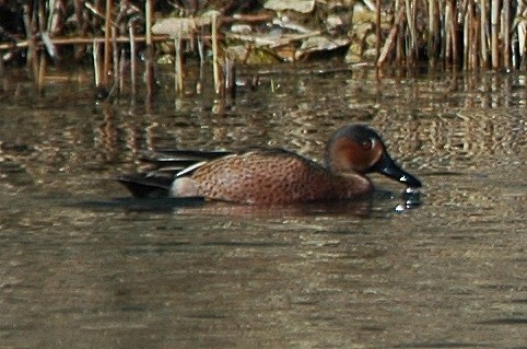 Blue-winged x Cinnamon Teal (hybrid) - ML26137061
