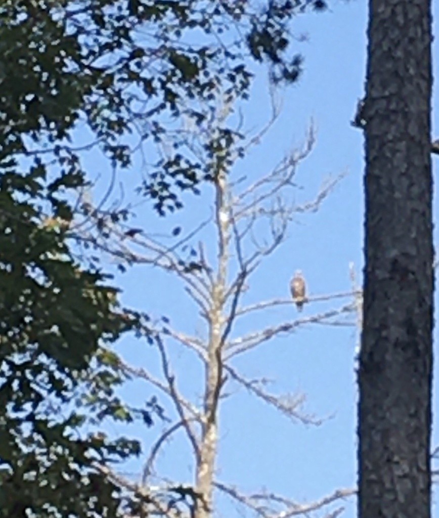 Bald Eagle - Michael Hodge