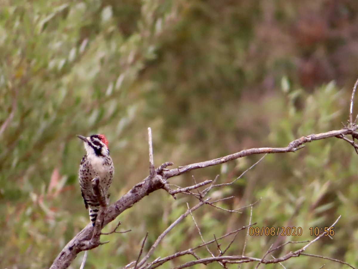 Nuttall's Woodpecker - ML261372171