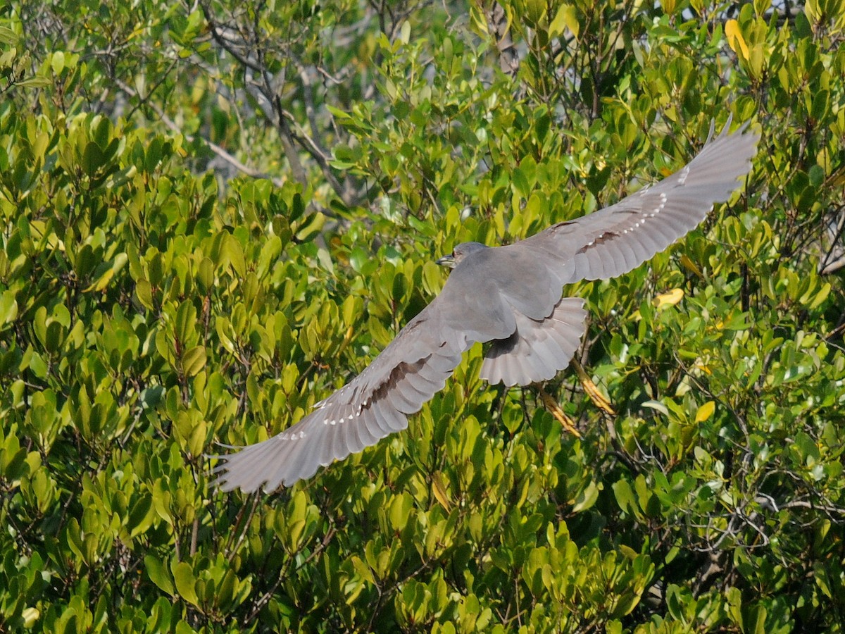 Black-crowned Night Heron - ML261372491