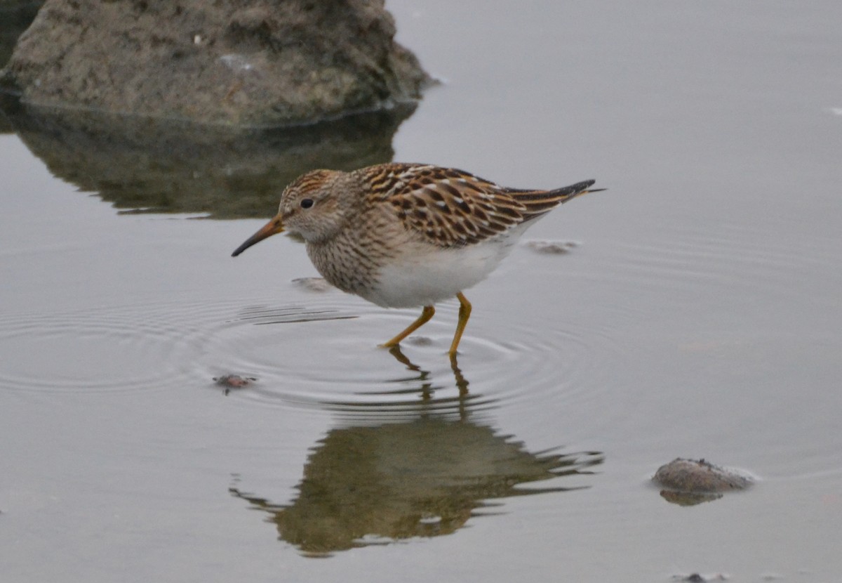 Pectoral Sandpiper - Jake Shorty