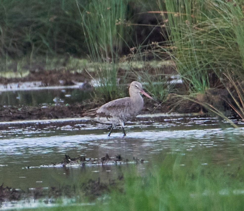 Black-tailed Godwit - ML261375721