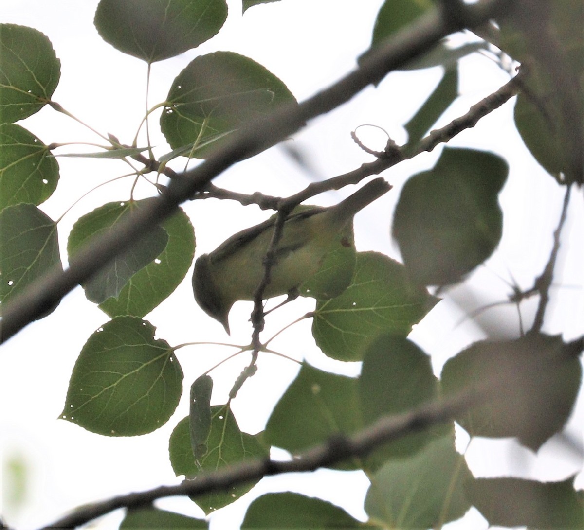 Tennessee Warbler - ML261375751