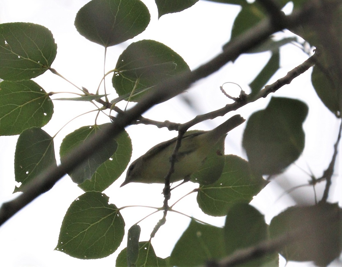 Tennessee Warbler - ML261375771