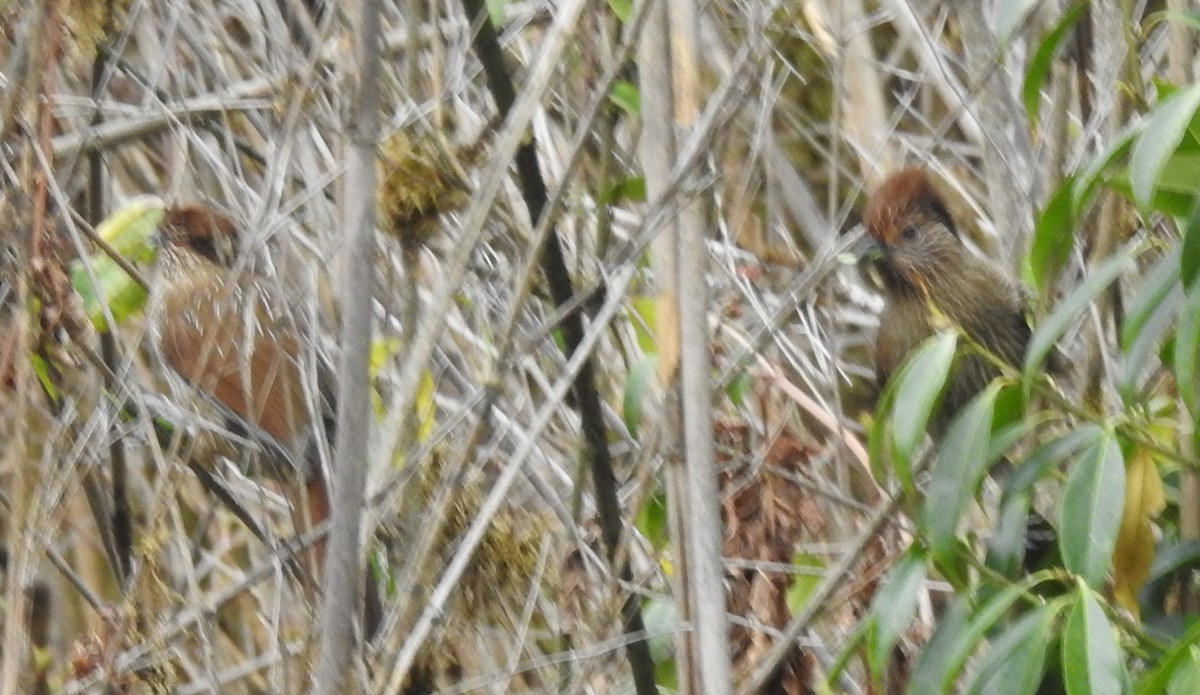 Striated Laughingthrush - ML261376501