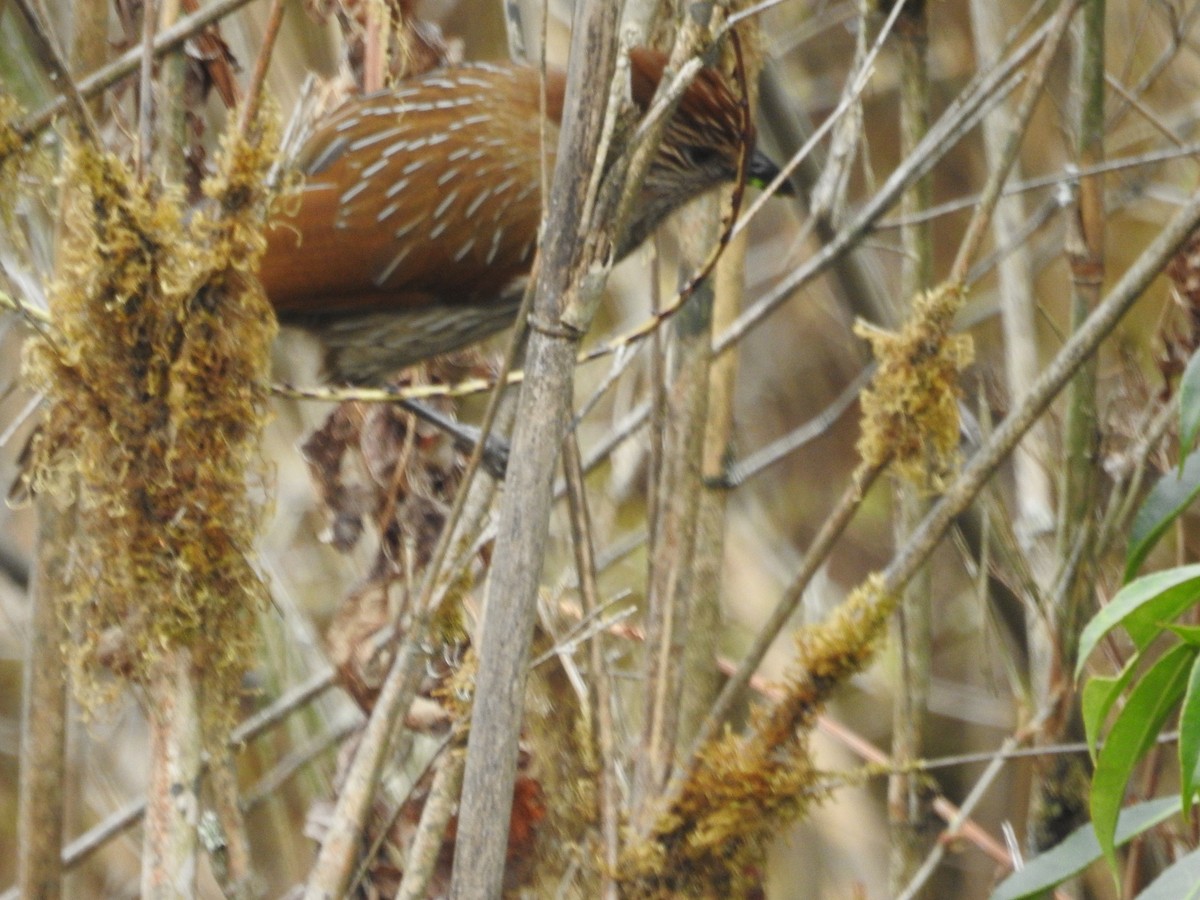 Striated Laughingthrush - ML261376671