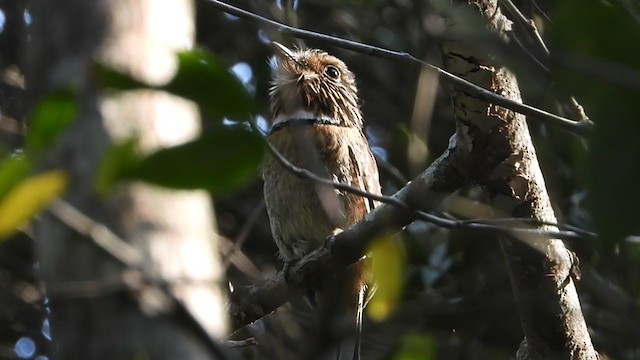 Crescent-chested Puffbird - ML261376681