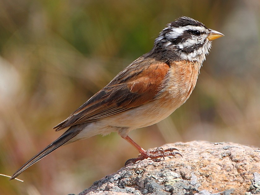 Socotra Bunting EBird