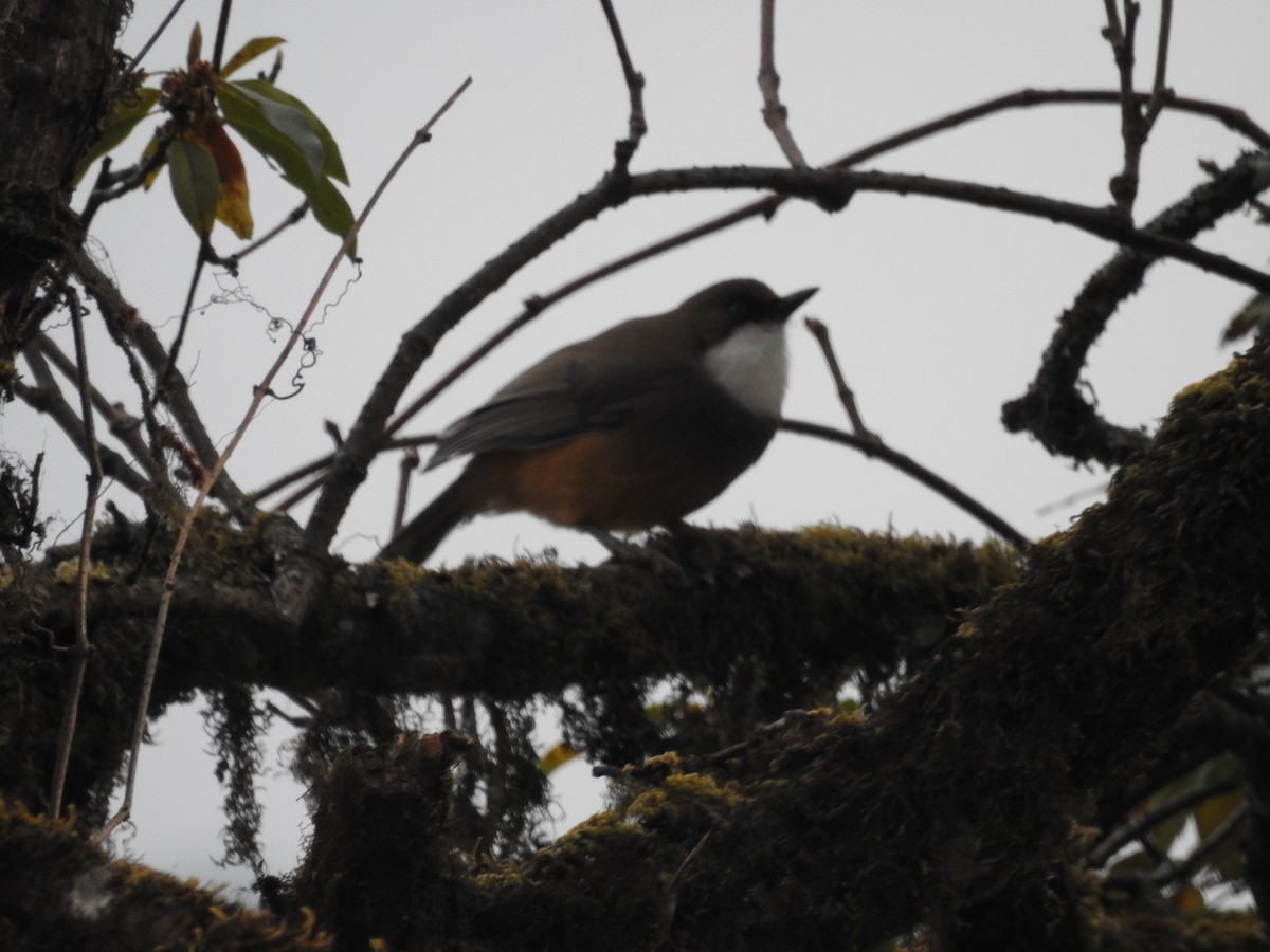 White-throated Laughingthrush - ML261377071