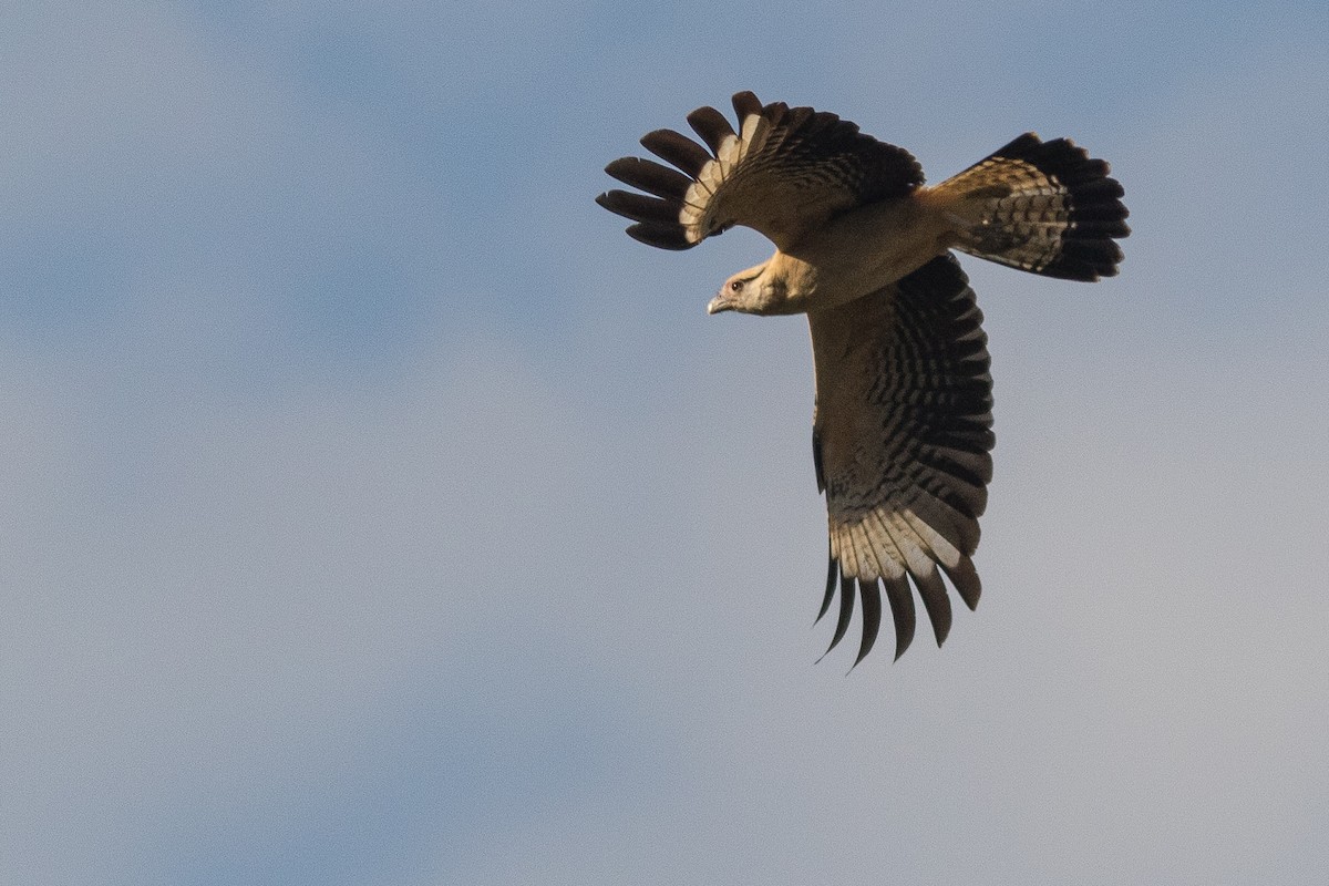 Yellow-headed Caracara - Sergio Porto