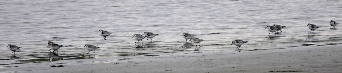 Sanderling - ML261378471