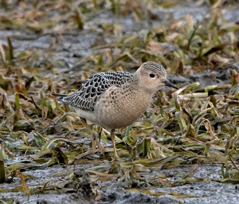 Buff-breasted Sandpiper - ML261378801