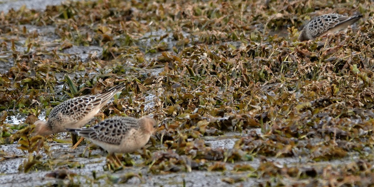 Buff-breasted Sandpiper - ML261378951