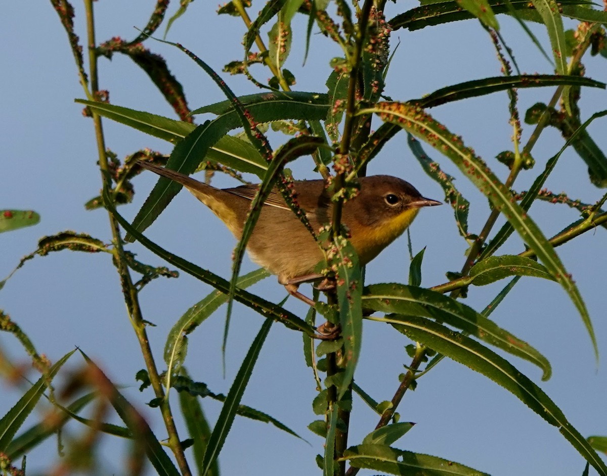 Common Yellowthroat - ML261379471