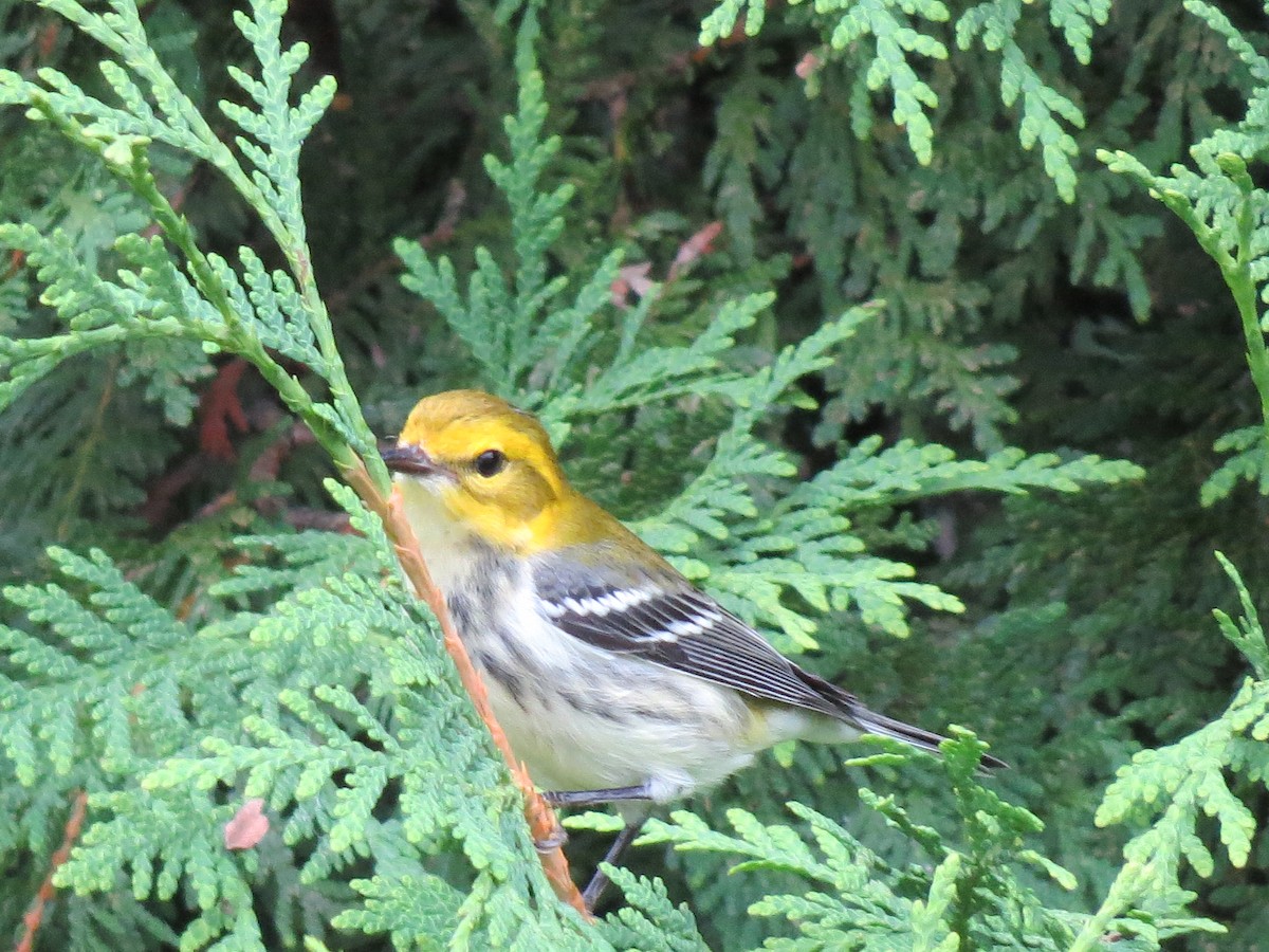 Black-throated Green Warbler - ML261379901