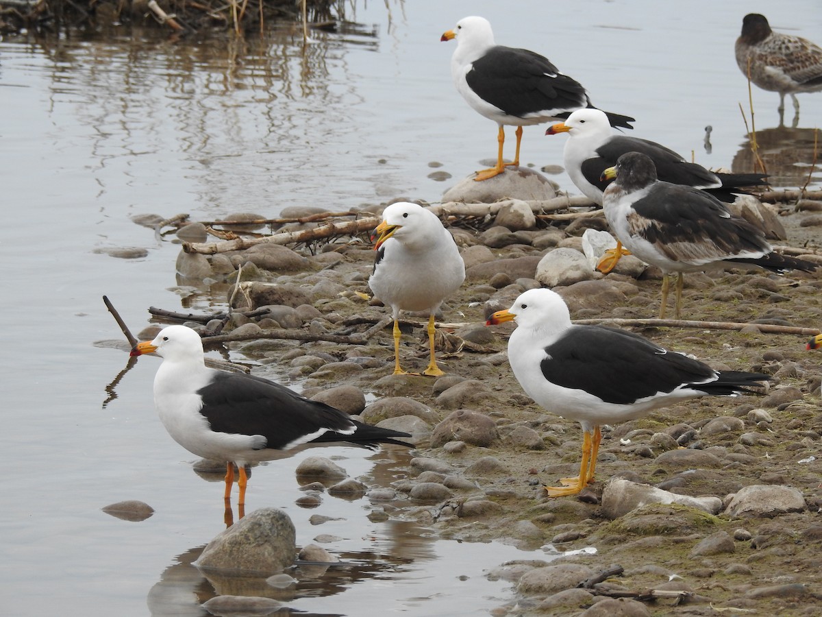 Belcher's Gull - ML261383261