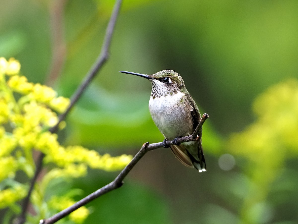 Ruby-throated Hummingbird - ML261383901